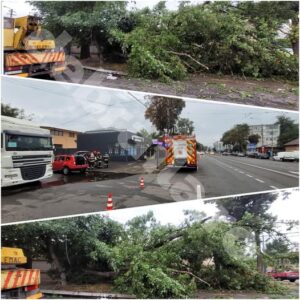 Incident grav. Pagube materiale și persoane rănite de un stejar rupt